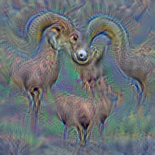 n02415577 bighorn, bighorn sheep, cimarron, Rocky Mountain bighorn, Rocky Mountain sheep, Ovis canadensis